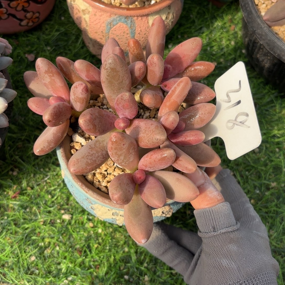 平***平218dghjjjjjjjjjjj多肉