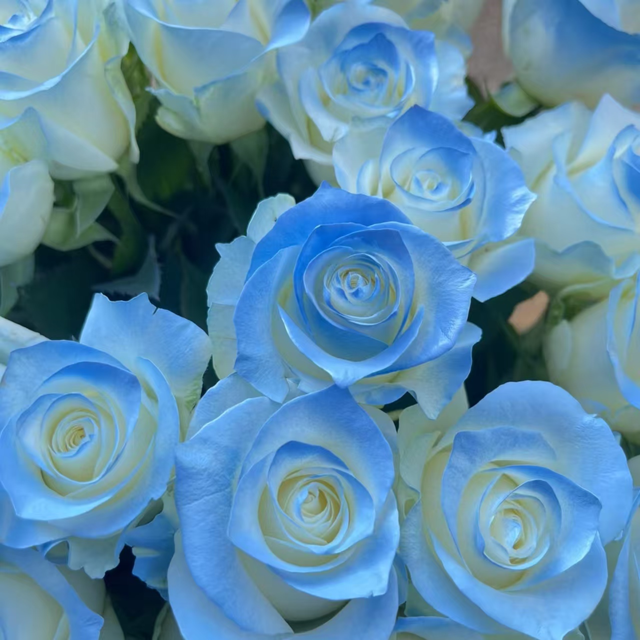 【A2套餐：洛神玫瑰+碎冰蓝+折射+苏菲宝贝+洋桔梗+粉星花+黄莺】