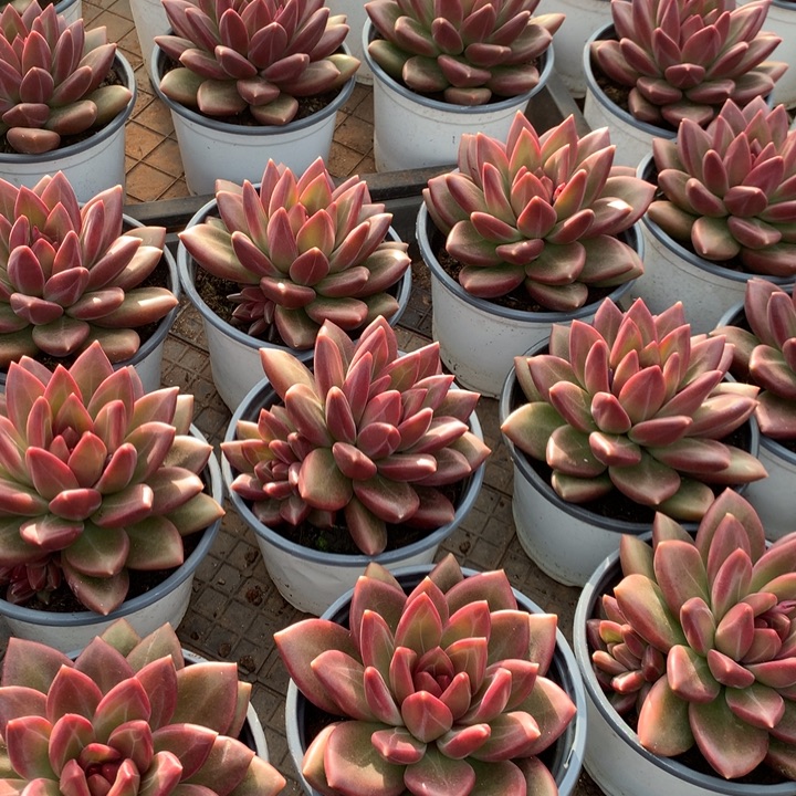 迷雾泡泡多肉植物两单包邮