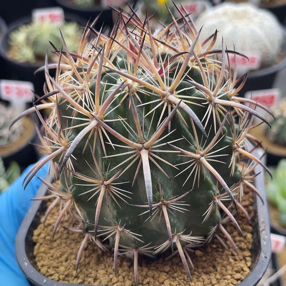 实生美刺虎爪玉仙人球