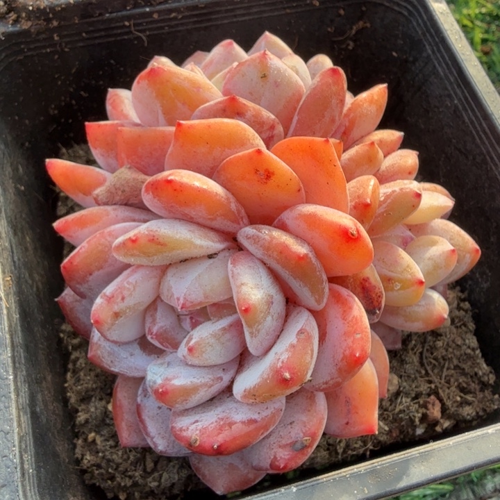 仙女橙群方杯。               