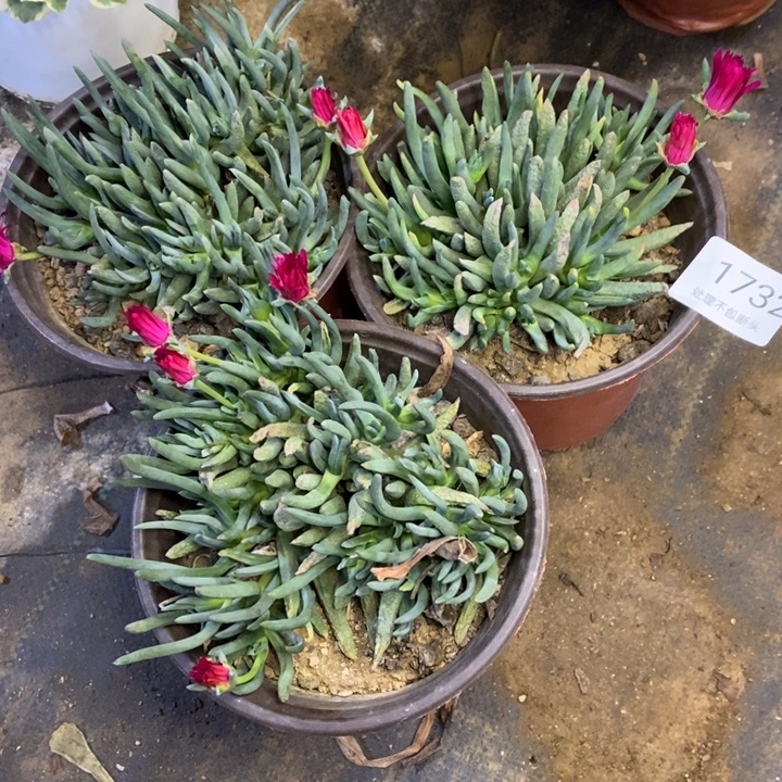 3盆多肉断头不包1732