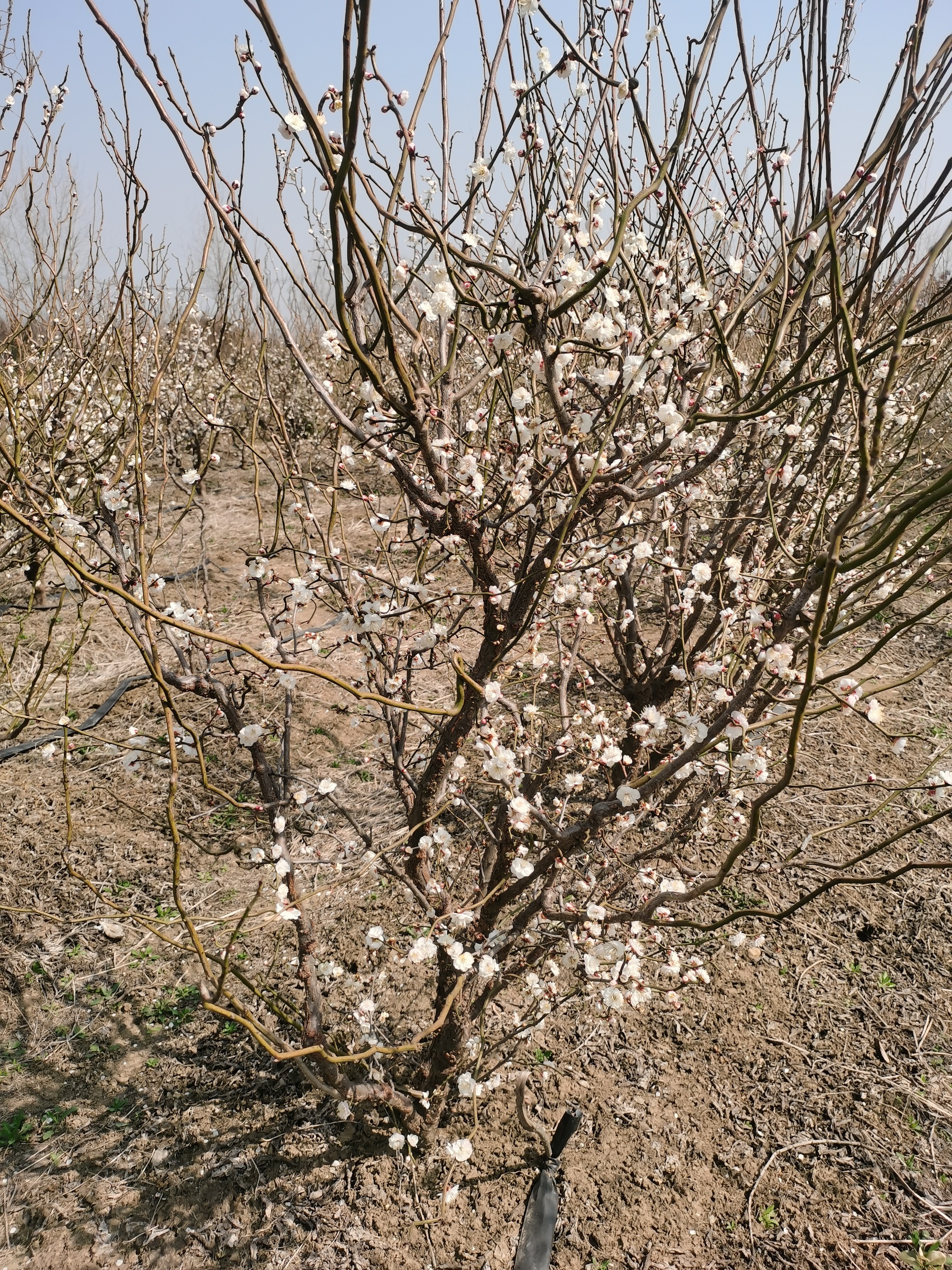 龙游开始上货，大小苗都有，需要拍规格
