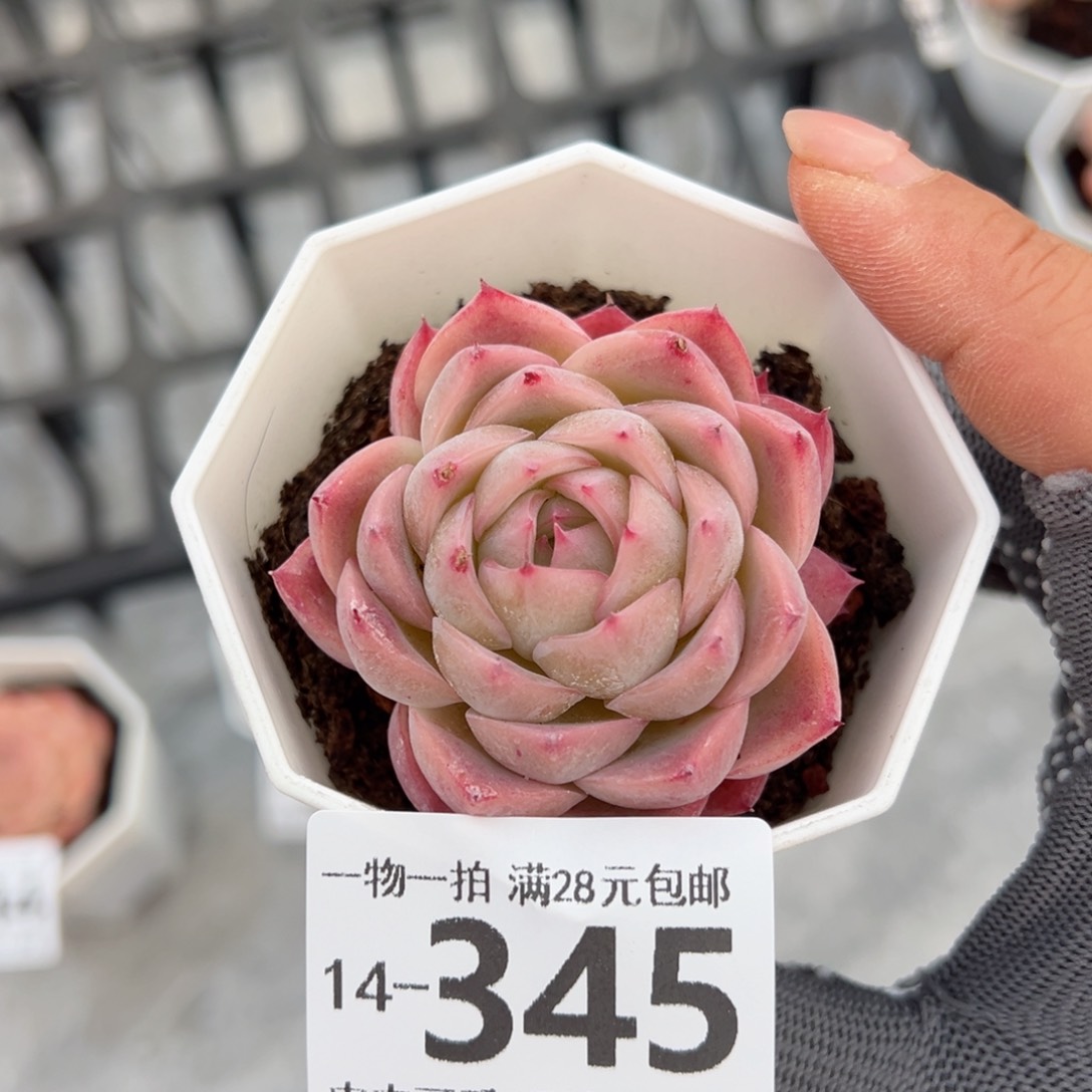 粉香水多肉多肉多肉多肉