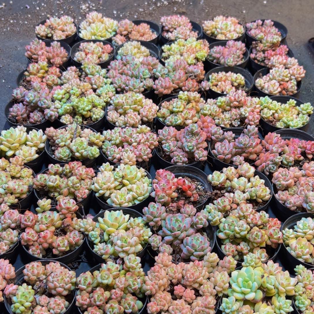 006大热的小伙伴都在