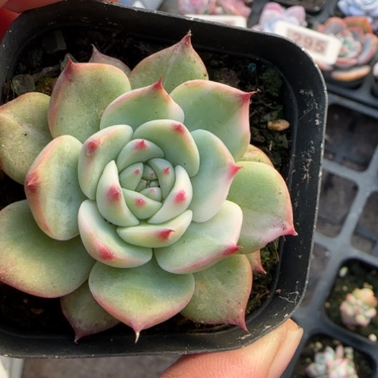 231吉娃娃锦多肉植物多