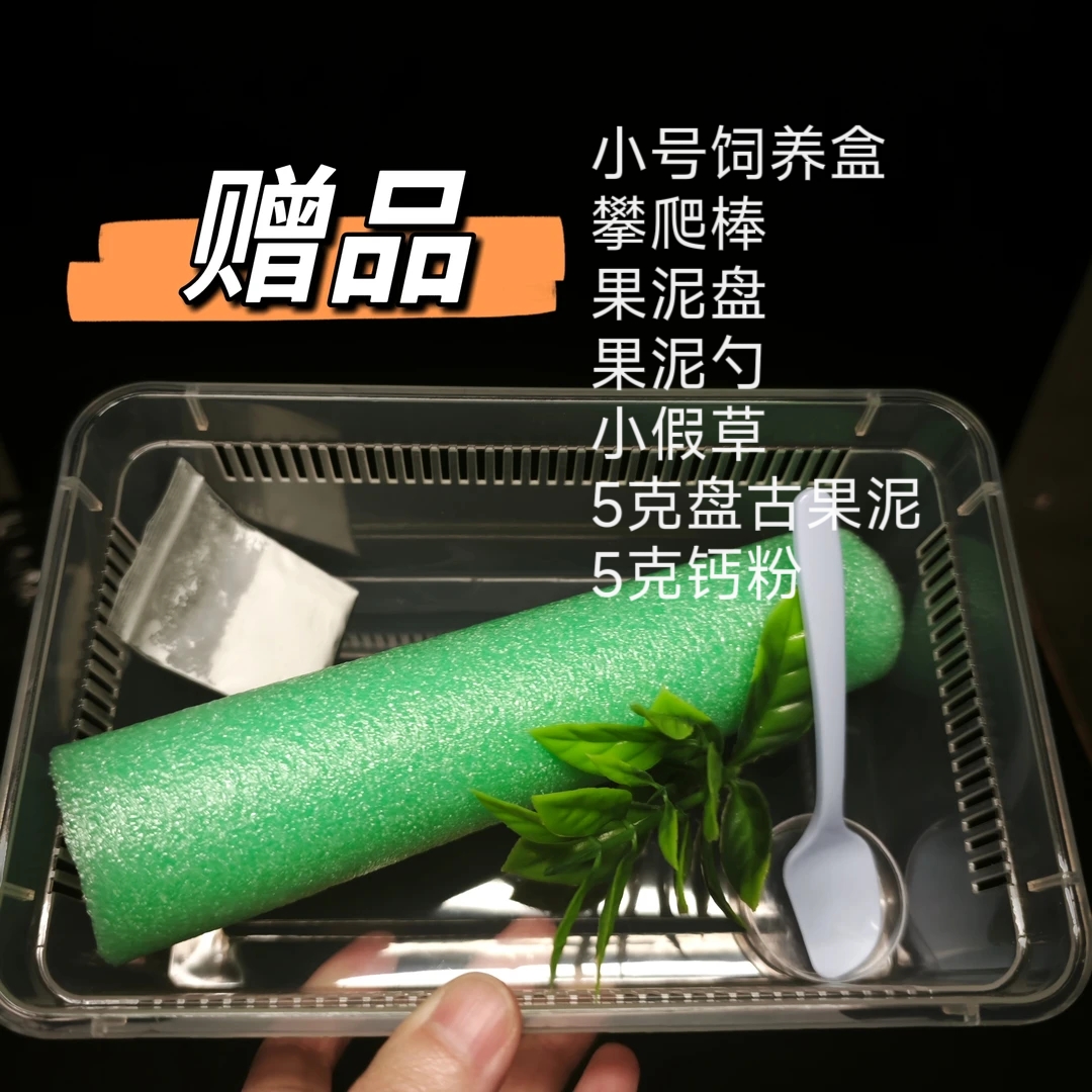 【一条小鱼爱养爬J201-218】睫角守宫顺丰包邮