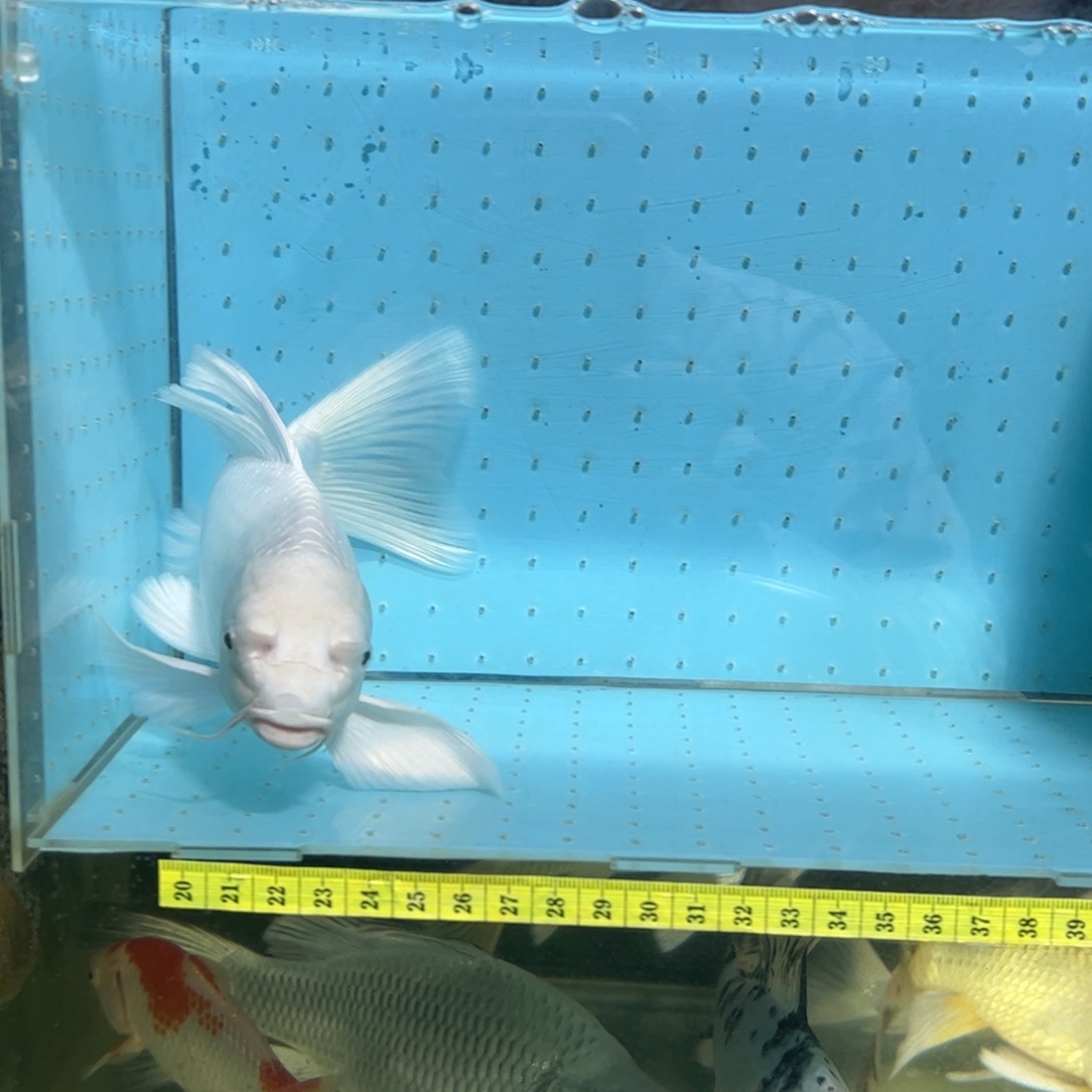 蝴蝶鲤鱼蝴蝶鲤观赏鱼