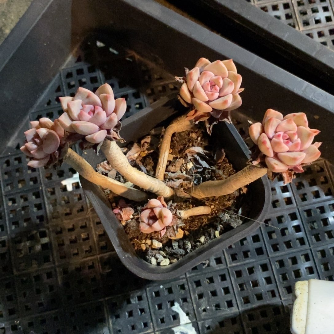 健健康康快快乐乐多肉植物_