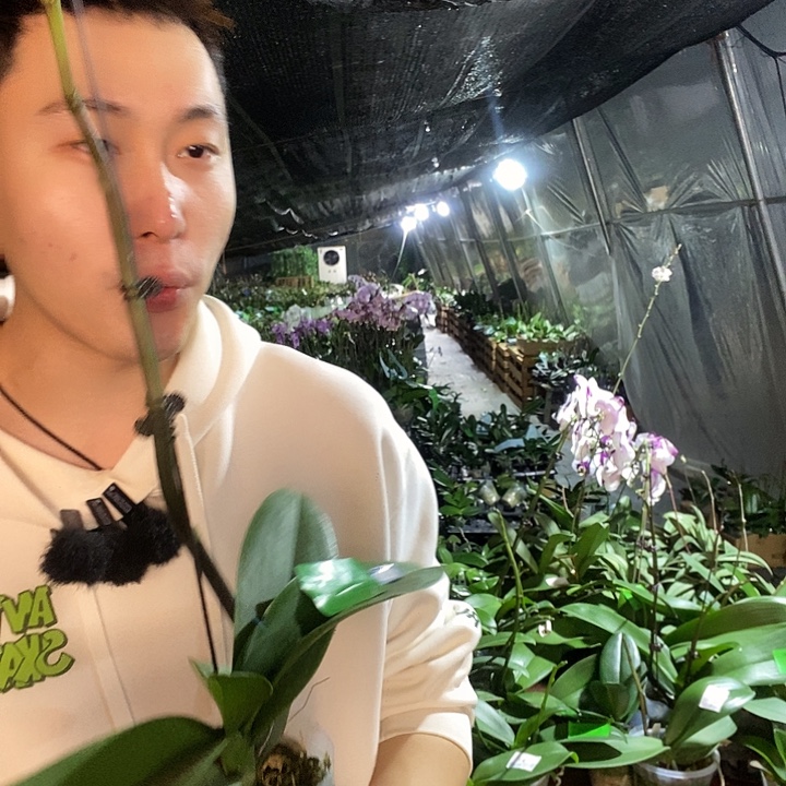 无花朵幻影带花剑