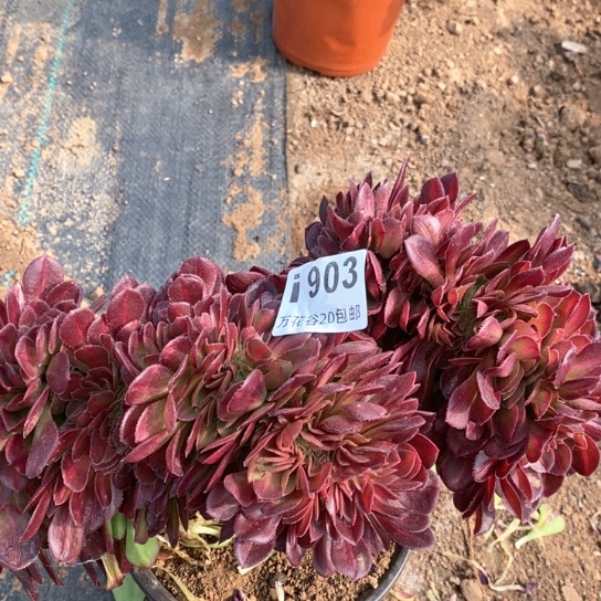 903抹茶缀多肉植物