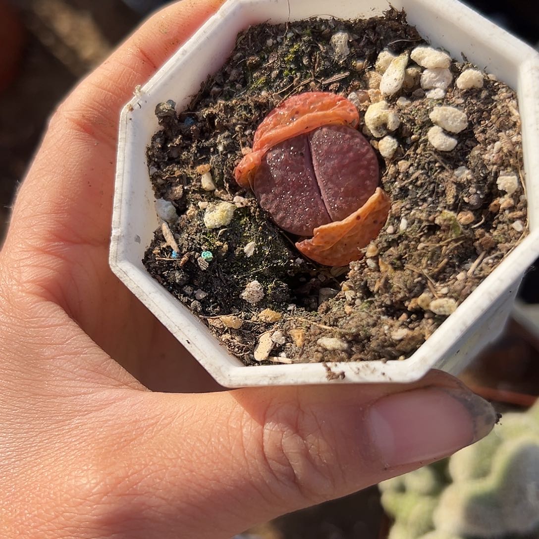 多头植物植物中央音乐学院