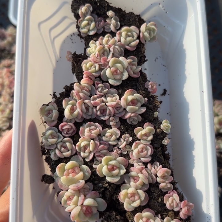 16王者系列tt01 种播苗一盒