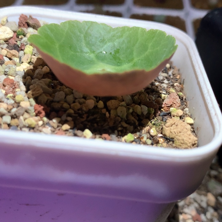 小雨伞 肉锥植物 