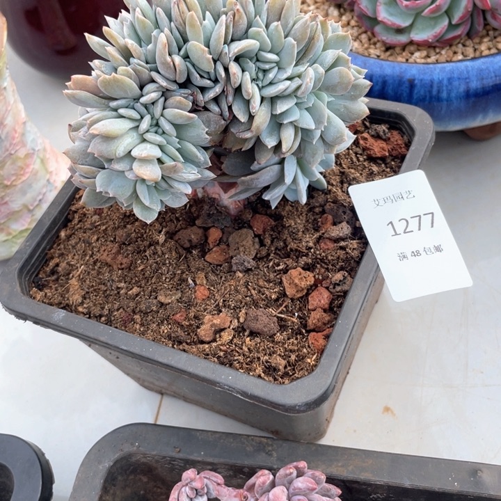 喵*老白茶缀化多肉多肉277