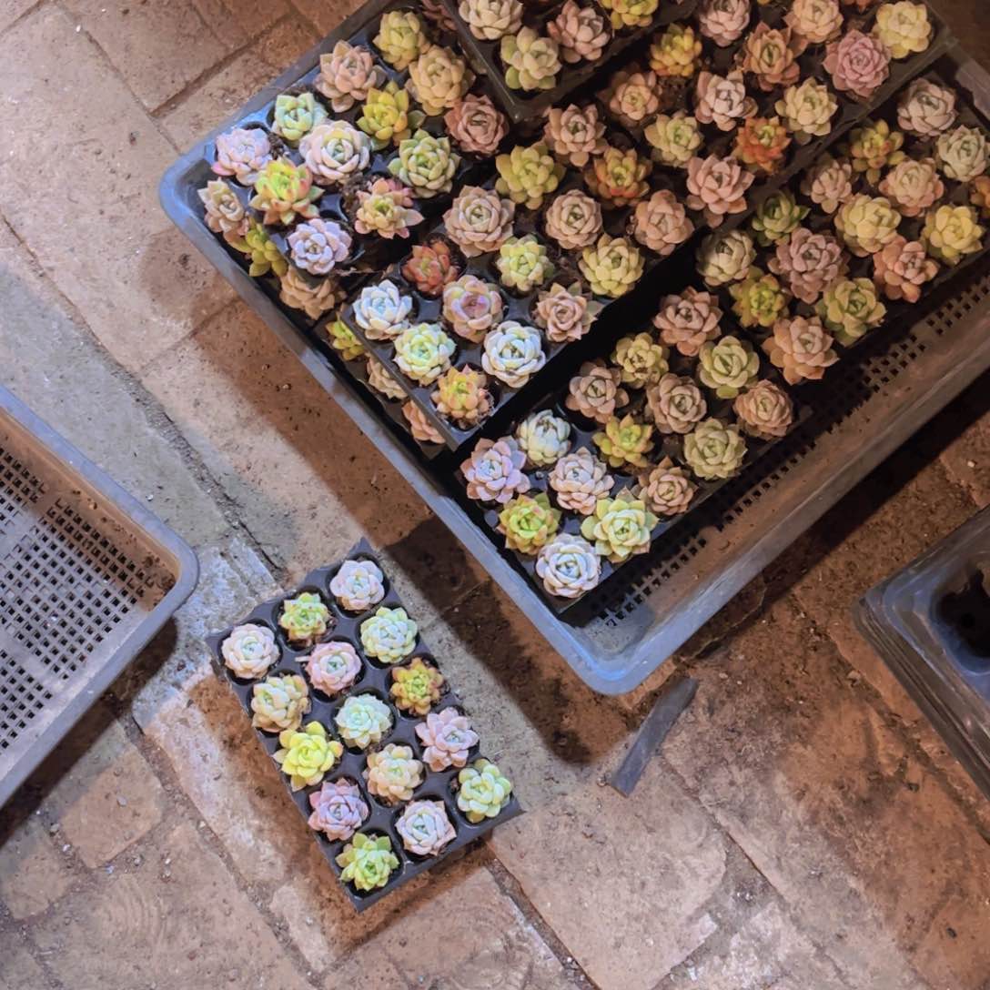 新品15颗优选量拍