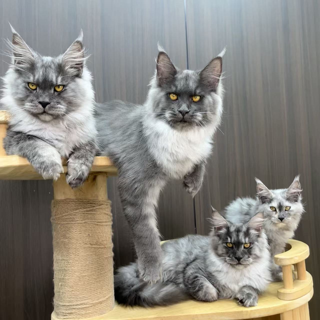 宠物猫咪活体链接【咨询完客服再拍，切勿盲拍】