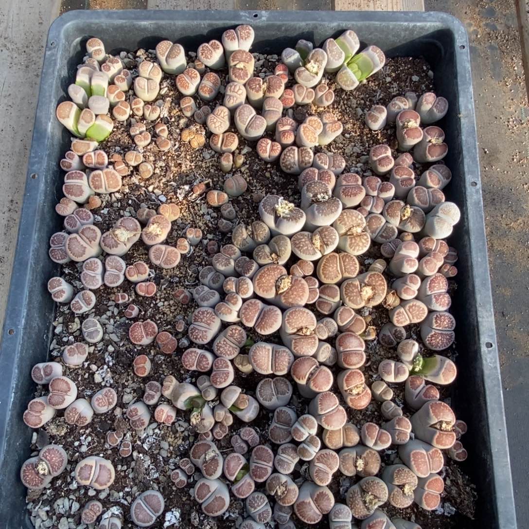 菊纹章带盆土发货