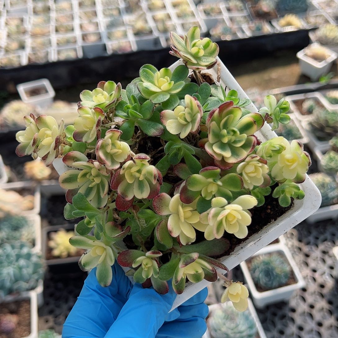 橄榄球玫瑰锦，群生多肉植物