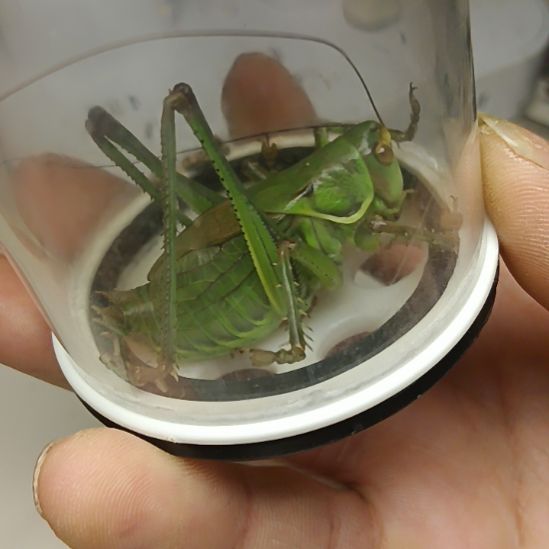 洪***3蟋蟀洪通新蜕蝈蝈包邮顺丰