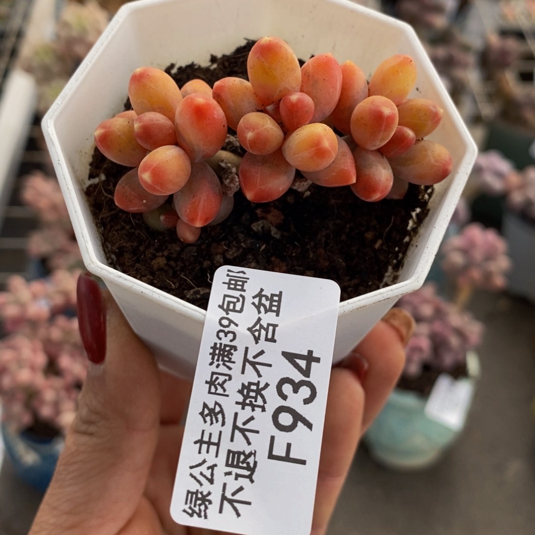 香蕉树934/6cm多肉