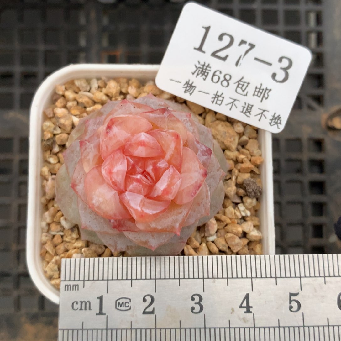 3。粉体。冰花。一物一拍。