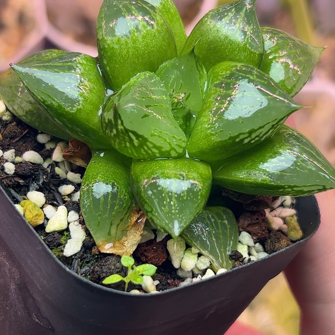 实生裹特选十二卷多肉植物