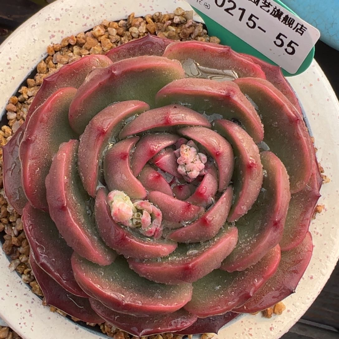 从前慢多肉精选编号0215.55