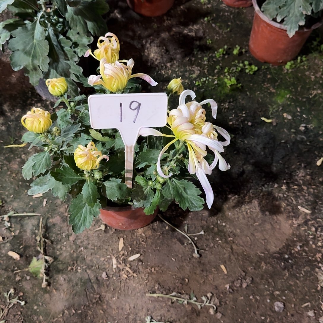 J****大部分花苞少量开放19