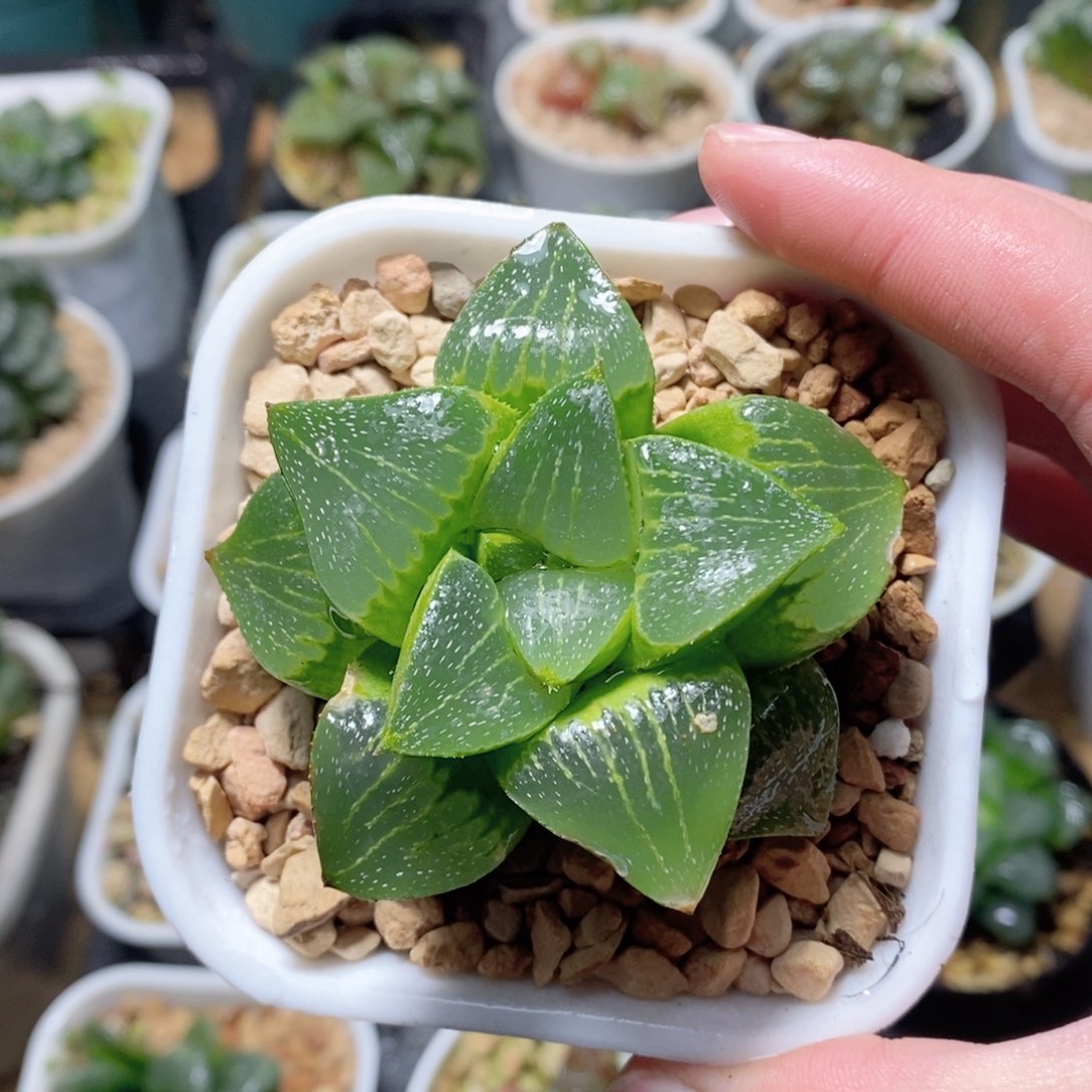 01寿玉露多肉植物