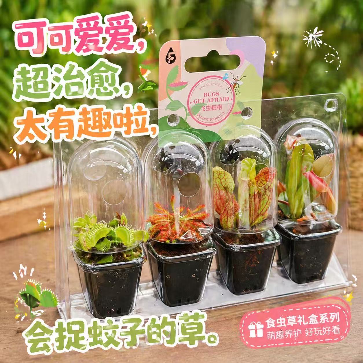 【四大名捕】食虫植物捕蝇草茅膏菜猪笼草瓶子草趣味科普儿童礼盒装