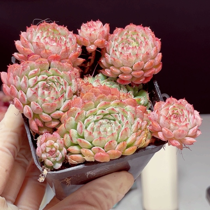 羊脂球1盆样品8个头