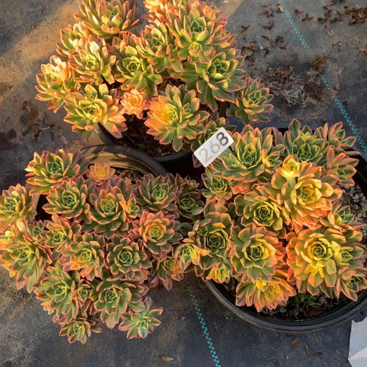 【闪购商品】268甜茶