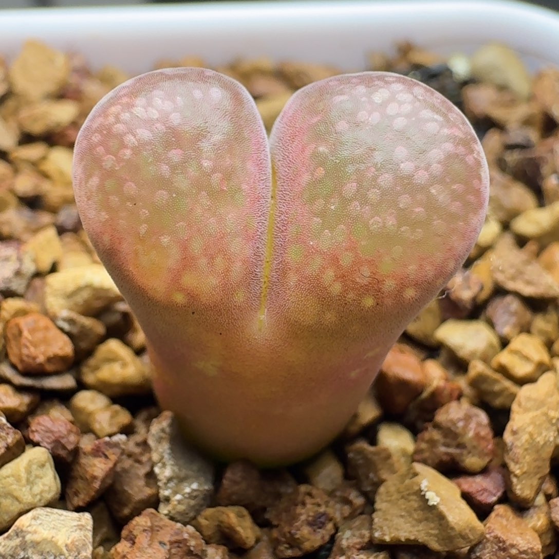 1184带盆一颗统计局我