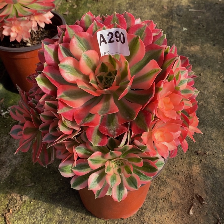 女巫多肉植物290