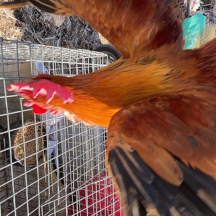 中国大陆农家草公鸡五号鸡五斤