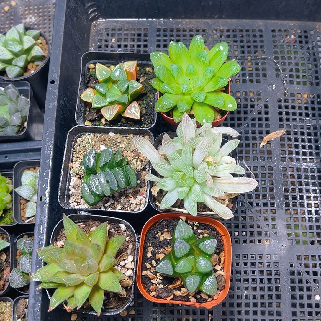 套餐2玉露多肉多肉6颗