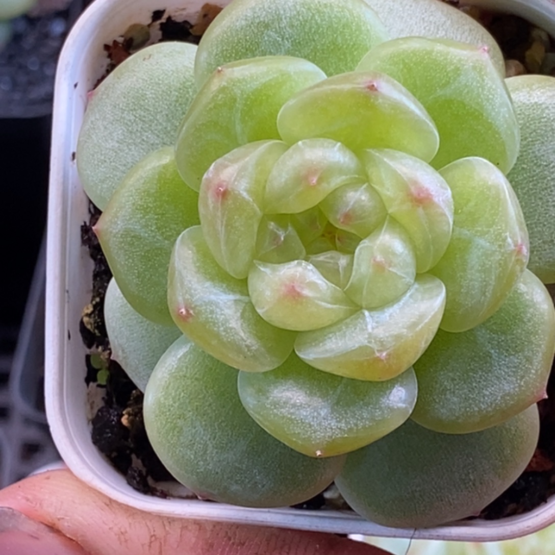 天官赐福百无禁忌