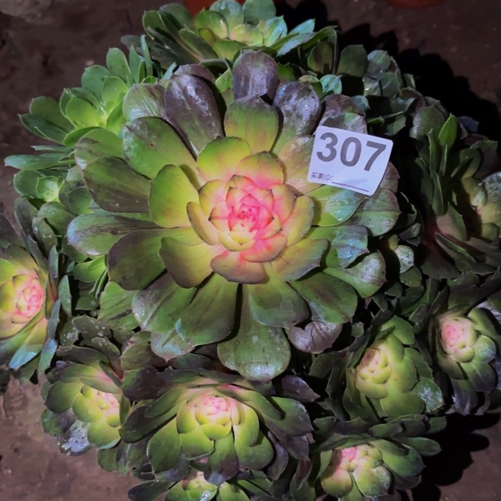 307花月夜科技锦多肉植物不售后