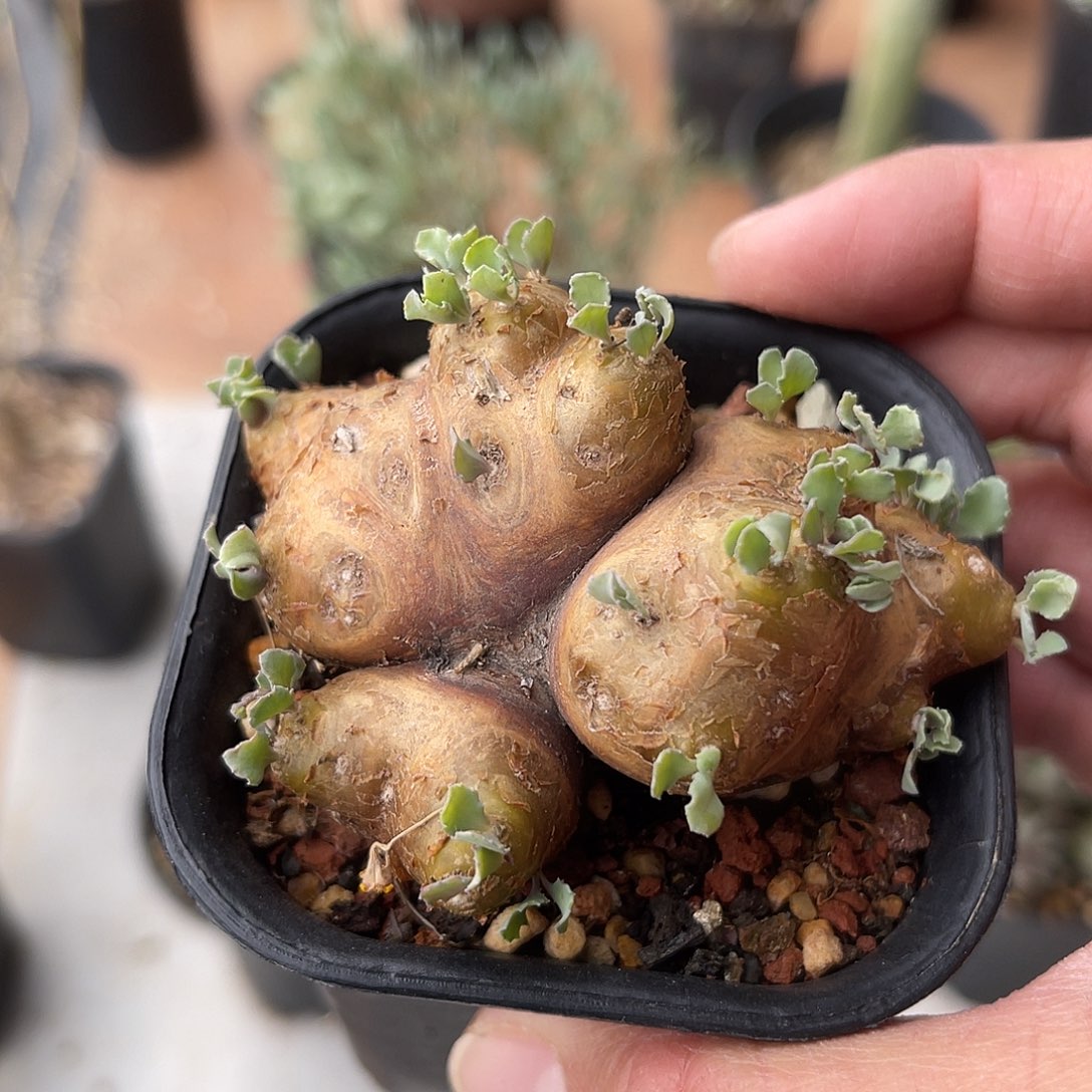 老家产地格加厚敦菊