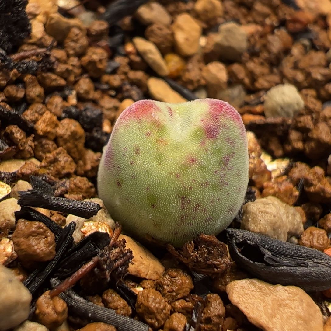415多肉植物组合