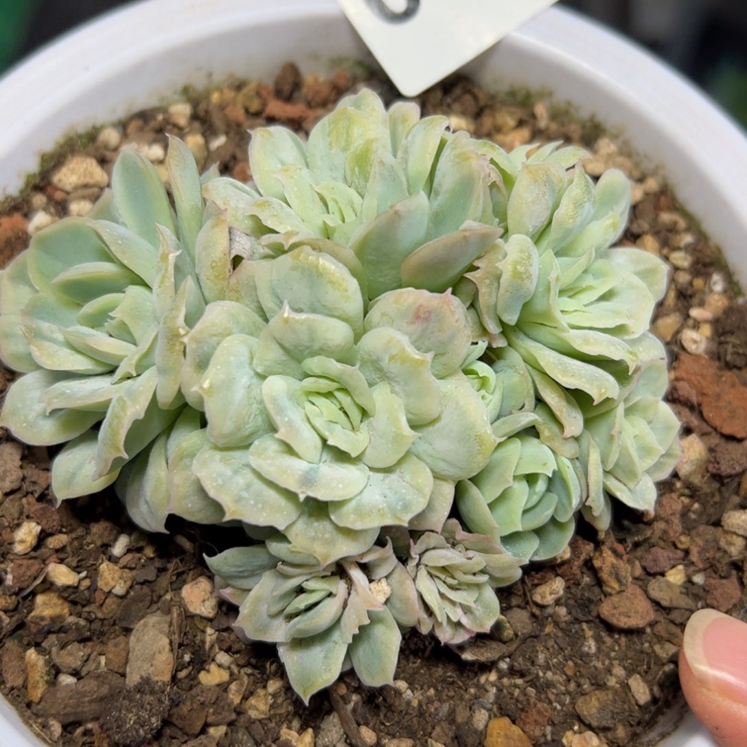 琳***琳016 满38包邮一物一拍