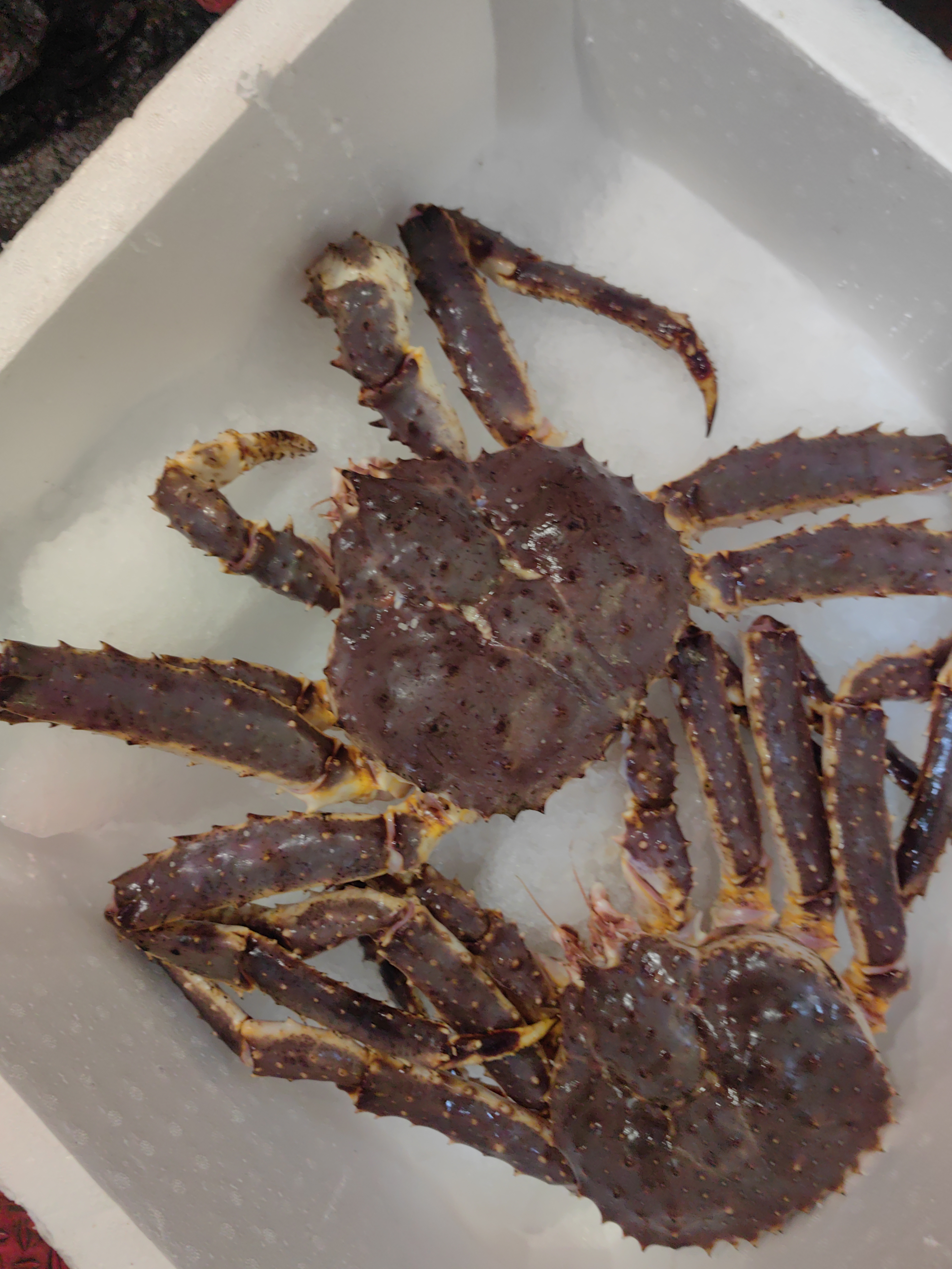 冰鲜帝王蟹328元一只