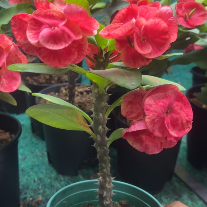 泰品嫁接一物一拍