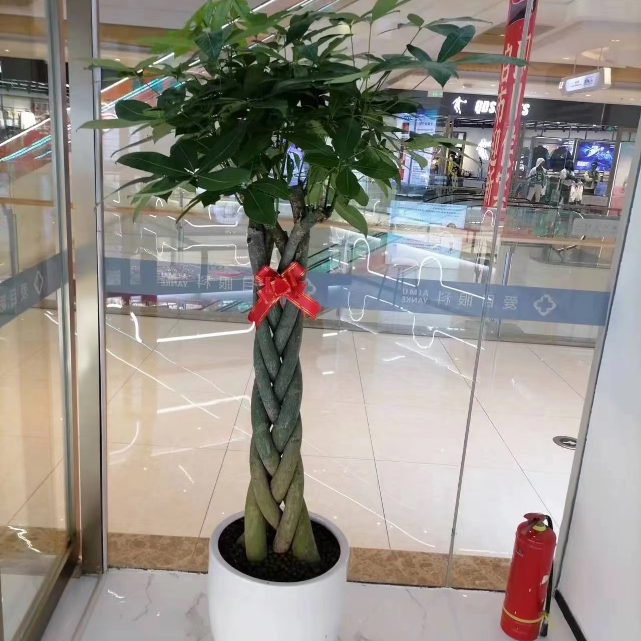 大五编发财树（送乔迁送开业家养）