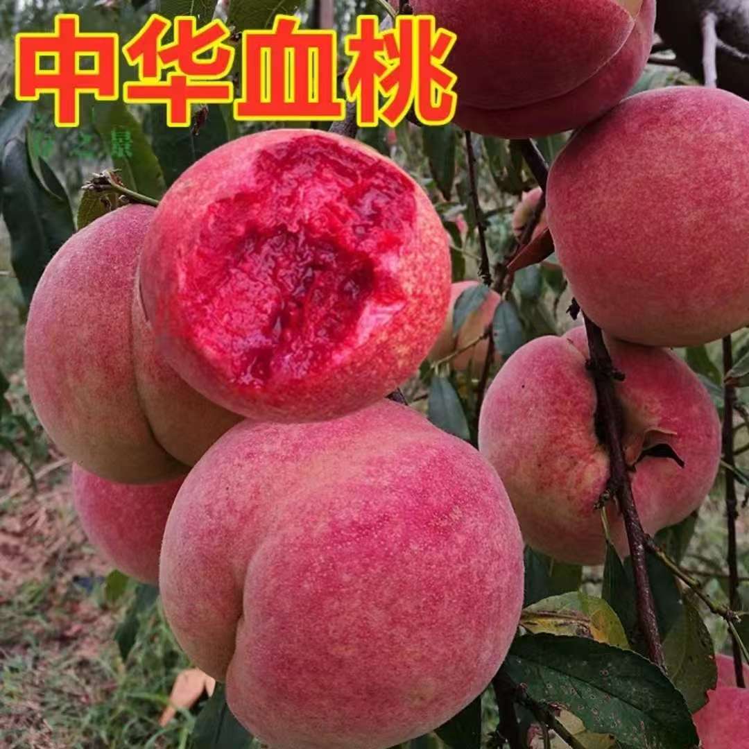 正宗嫁接中华大血桃脆甜离核盆栽地栽南方北方均可种植水果树苗