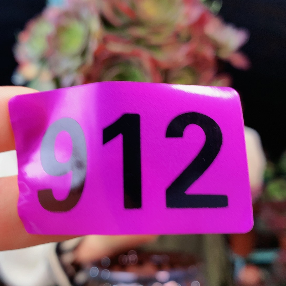 Ssssssssssssssssssssssss912