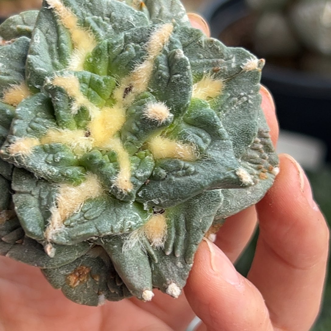 601 晾一个月上盆