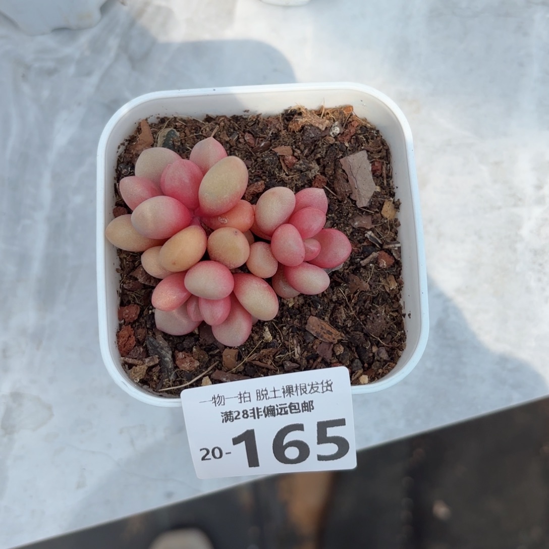 先锋派多肉多肉多肉