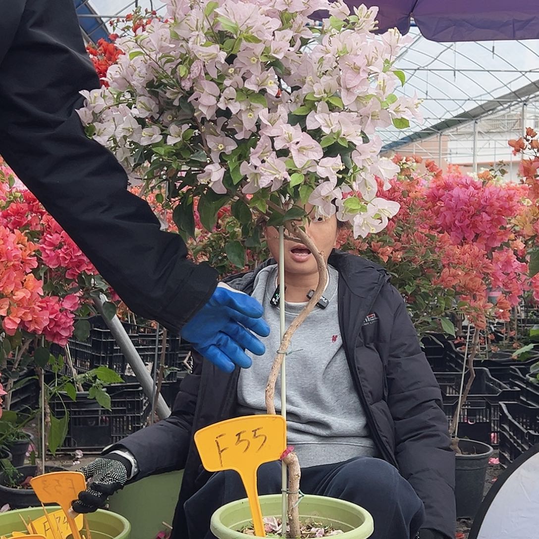 好***粥大部分花苞少量开放F55苹果花